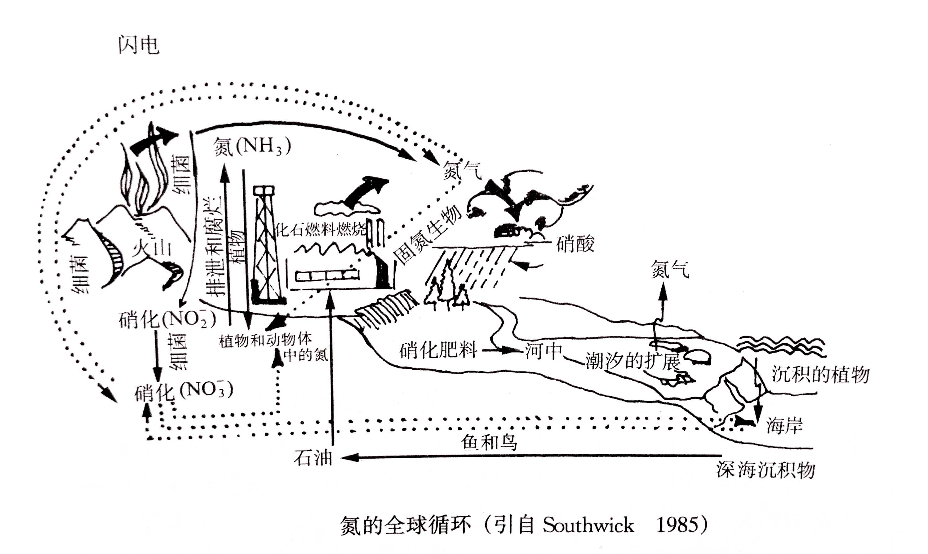 生態(tài)系統(tǒng)的物質(zhì)循環(huán)——氮、磷、硫循環(huán)