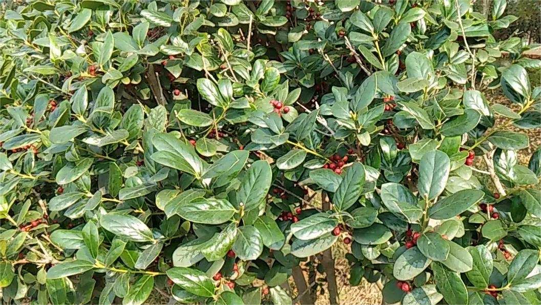 長臍紅豆